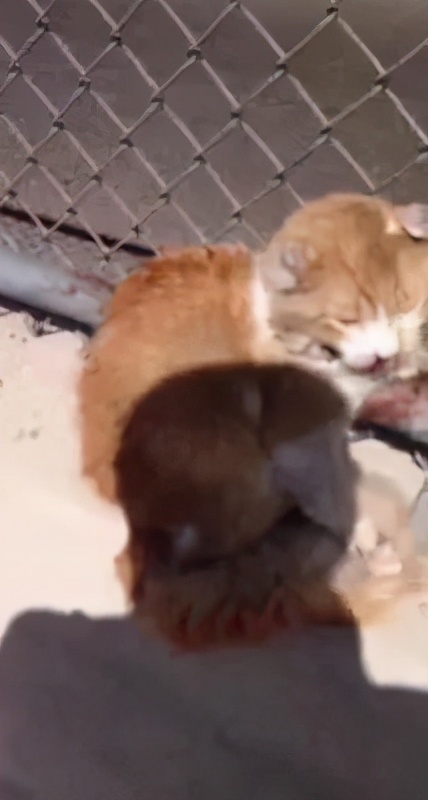 一只猫咪出了车祸,猫咪遇难被好心人救下