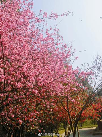 成都春游好去处周末 (成都周边周末春游推荐)