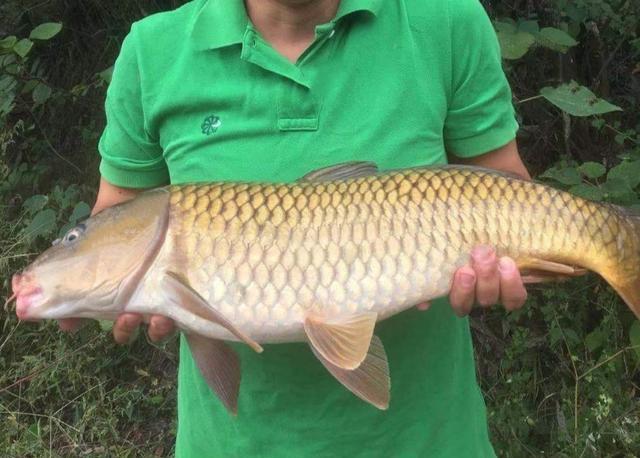 初冬野钓鲫鲤鱼饵料配方,冬季水库野钓钓鱼技巧视频