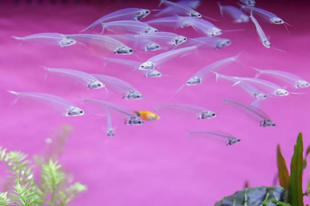 巴南又能耍又有吃的,重庆有什么美食巴南区