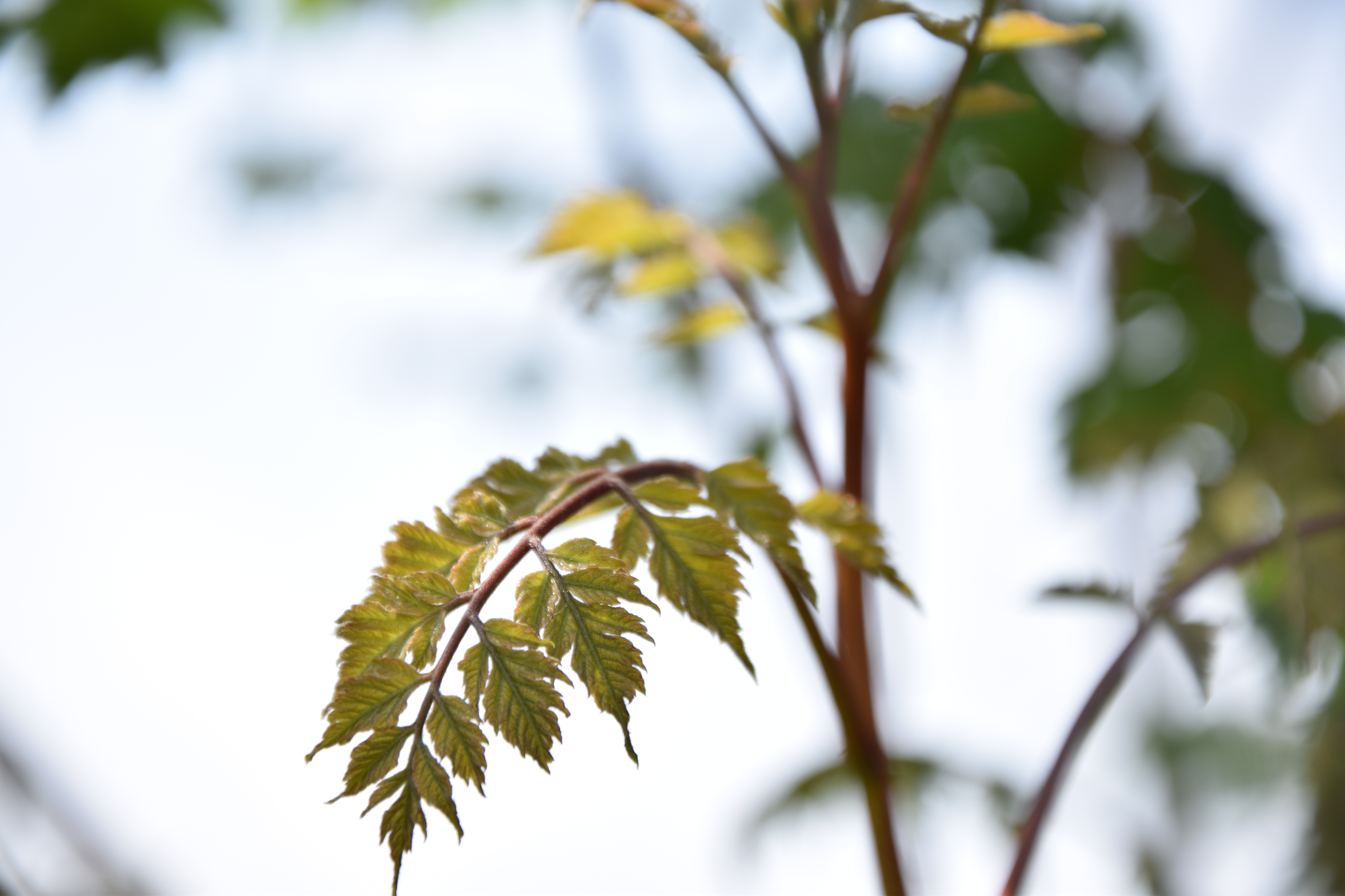 快乐的城堡公主,快乐的城堡塞尔玛