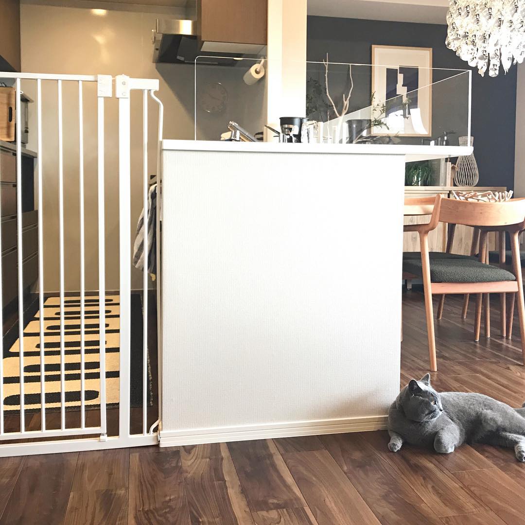 想养一只英短蓝猫去哪弄,想养一只猫需要注意什么