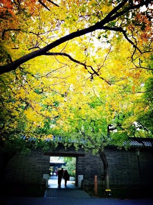 月坛银杏,月坛公园有银杏吗