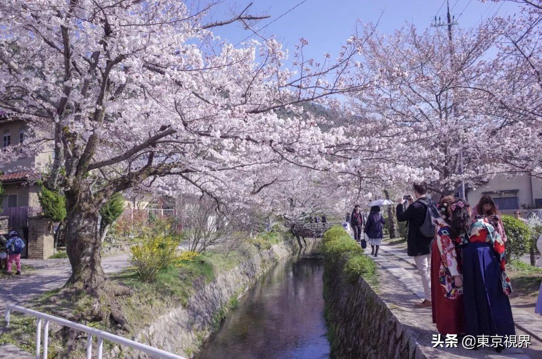 我在京都，攒下一整个春日的绝美樱色送给你。