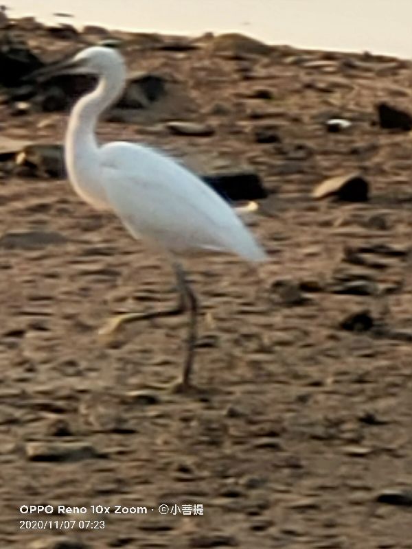 这种鸟很像纤纤美丽的女子，即使梦到了都代表着是吉祥的好事情