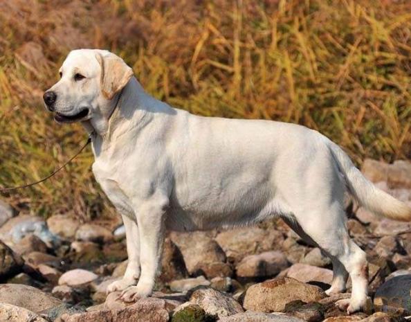养拉布拉多犬的好处和坏处,黑色拉布拉多犬有什么好处