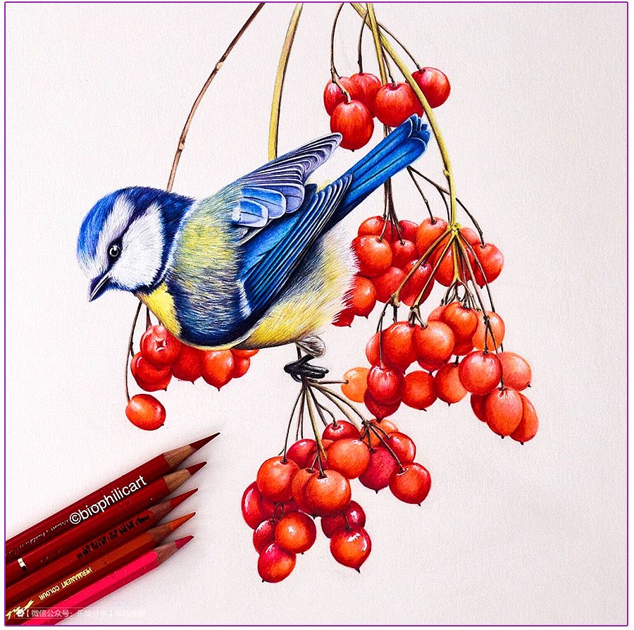 圆形牛皮纸彩铅画花鸟,彩铅画绿藤花鸟图片大全