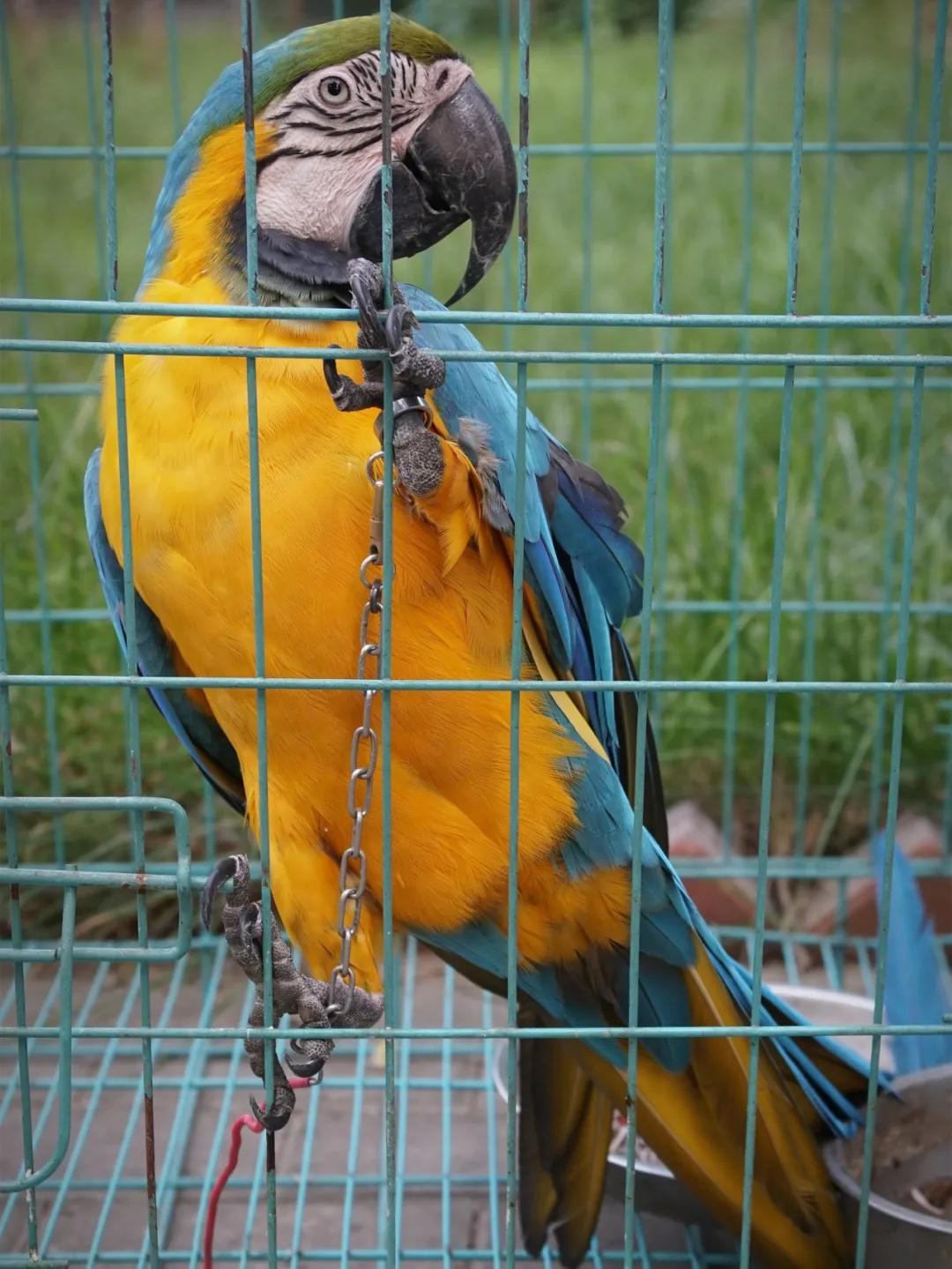 养鹦鹉养什么不犯法,养鹦鹉犯法吗