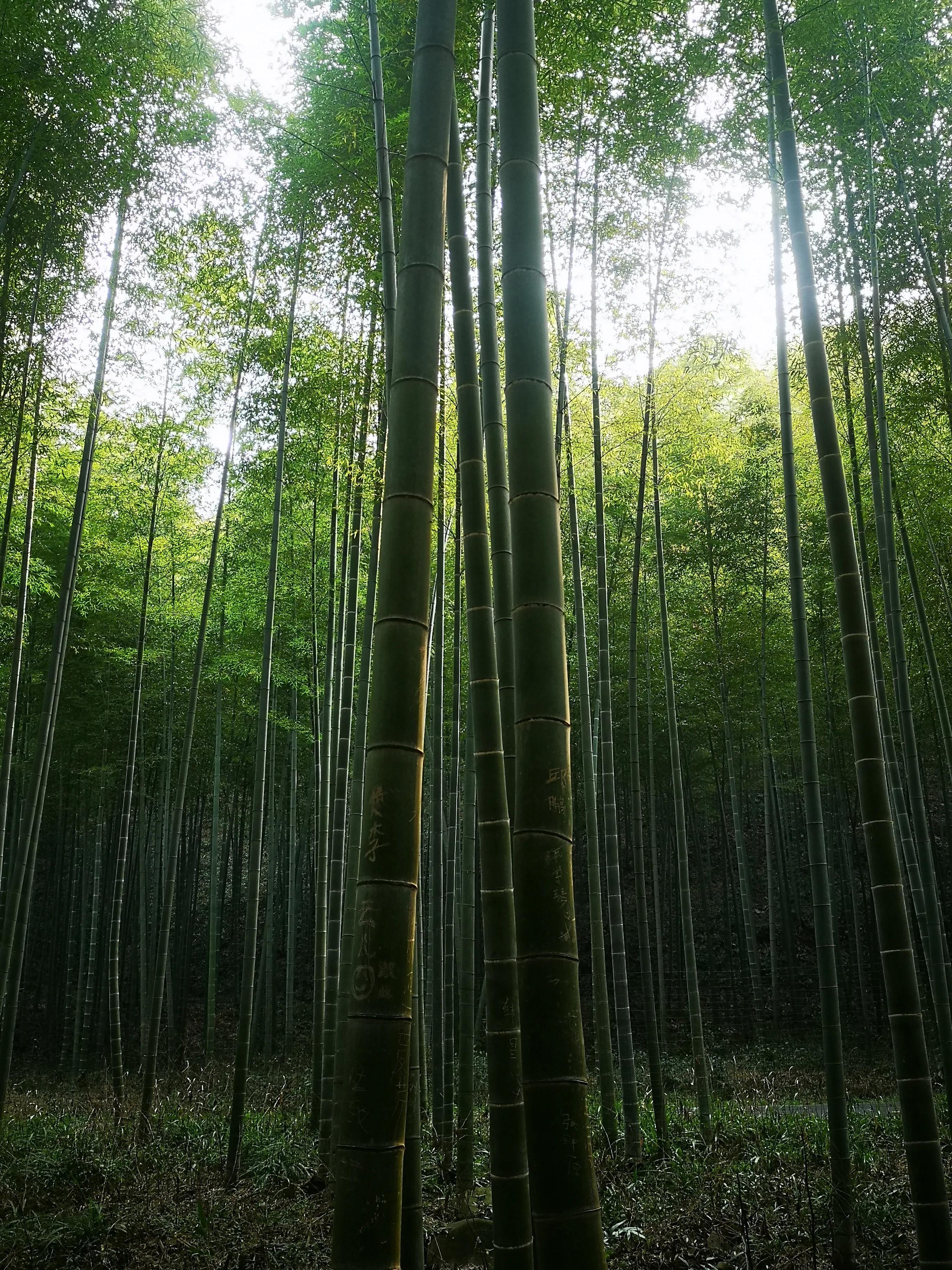 溧阳南山竹海小鸟天堂,宜兴南山竹海和溧阳南山竹海