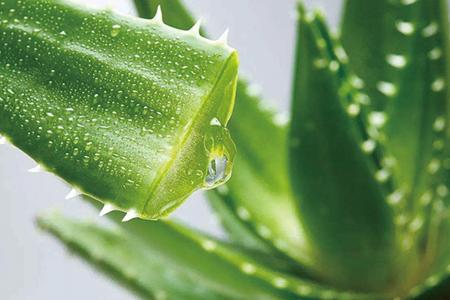 芦荟祛痘的效果真好吗,芦荟加蜂蜜祛痘