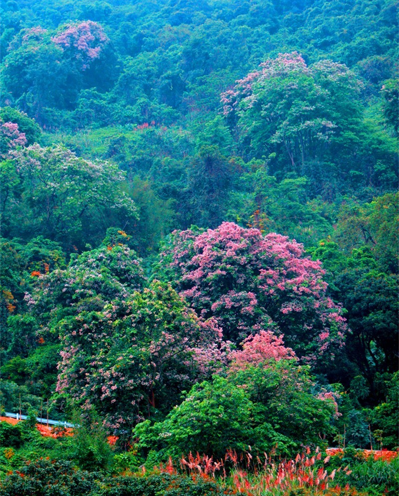 深圳短途自驾游推荐,深圳自驾游出游好去处推荐