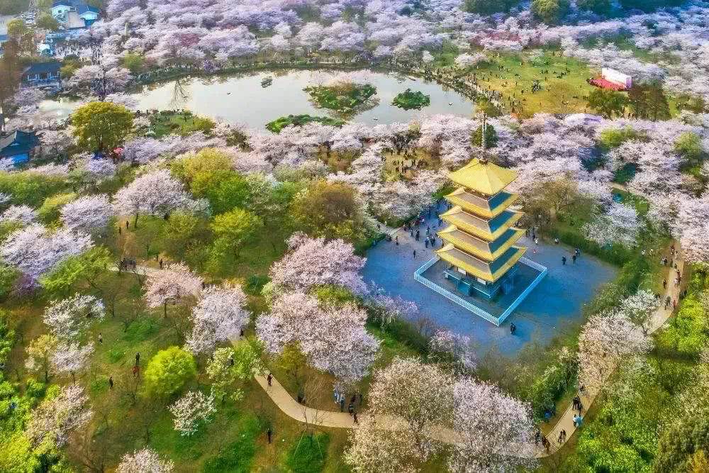 诗城青岛庚子年春天