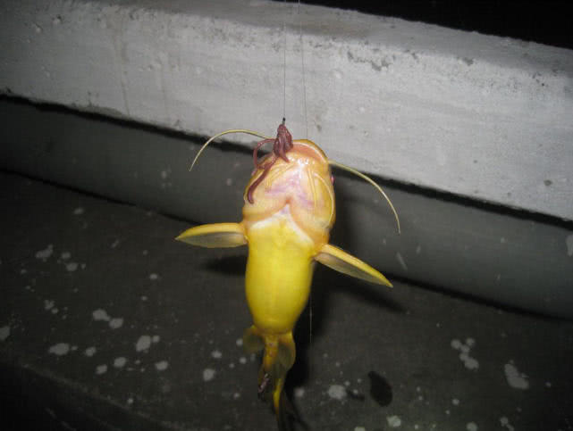 春季钓黄颡选位最佳时间,钓黄颡的最佳时间