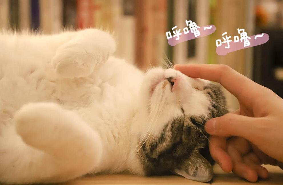 猫咪有不同的肢体动作你能懂它吗 (猫咪各种肢体动作图解)