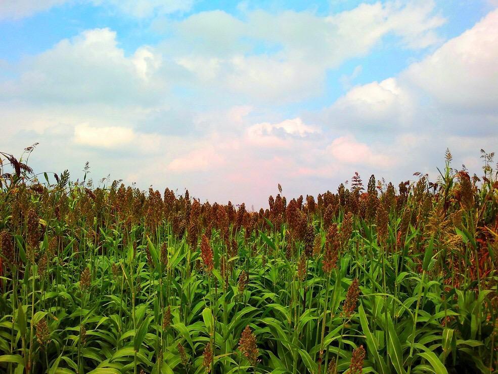 儿时记忆里的高粱地,人间最美的高粱地