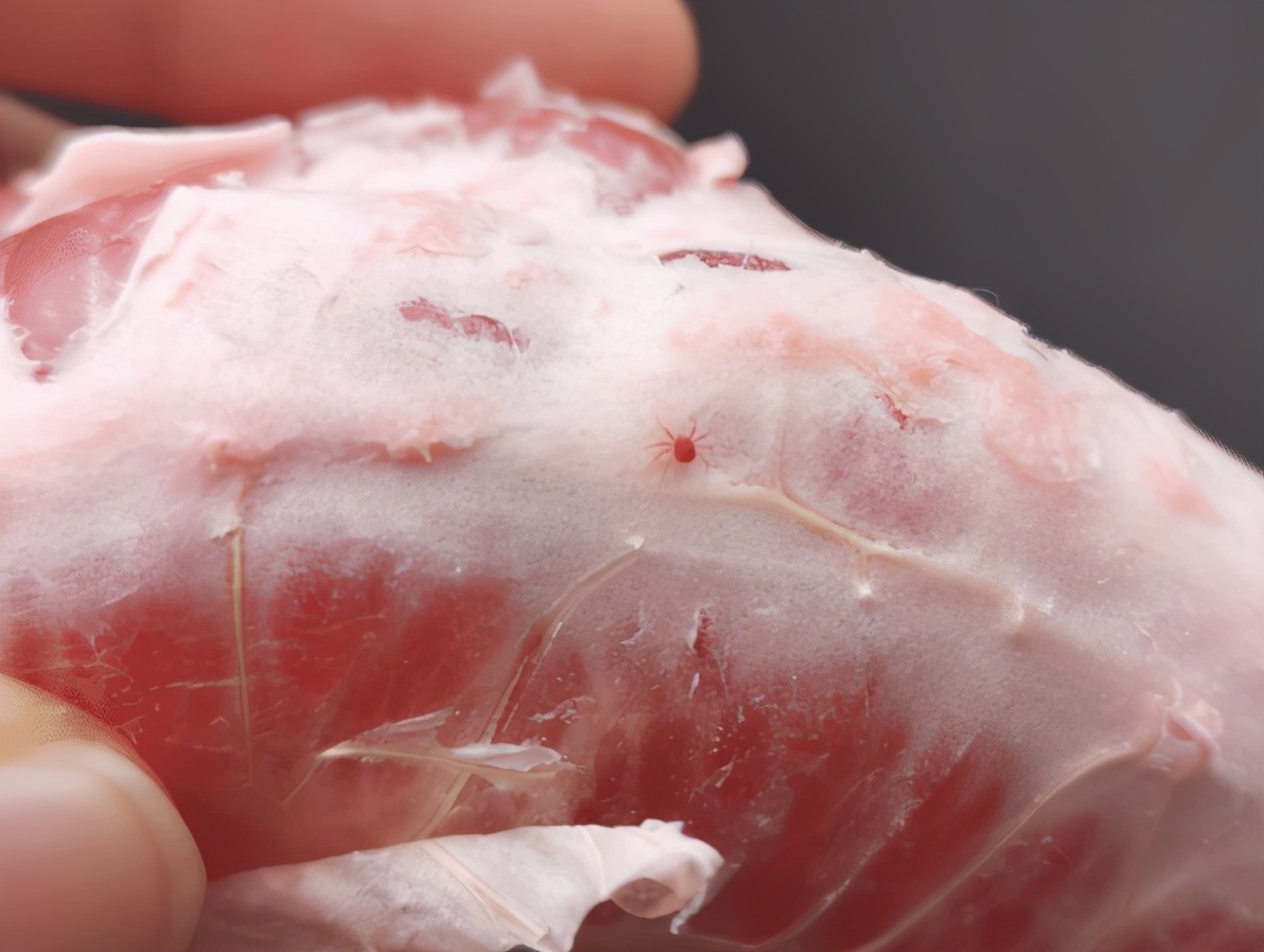 第一次见嘴巴被蚊子咬肿,如果被毒蜘蛛咬一口就会变成蜘蛛