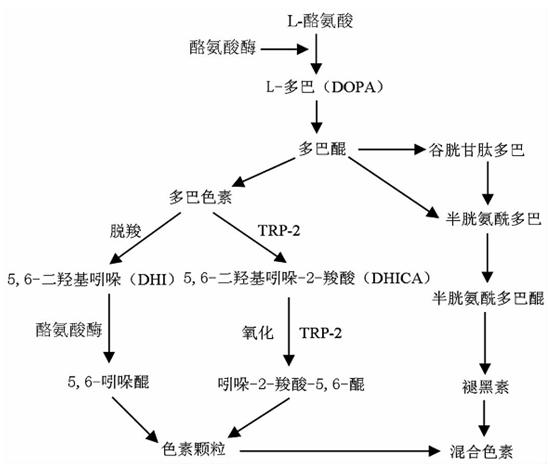 美白还是美黑？都先来了解下皮肤颜色的由来吧