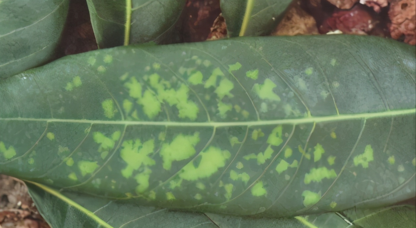 阴雨天荔枝大量落果怎么办,荔枝收成受什么因素影响
