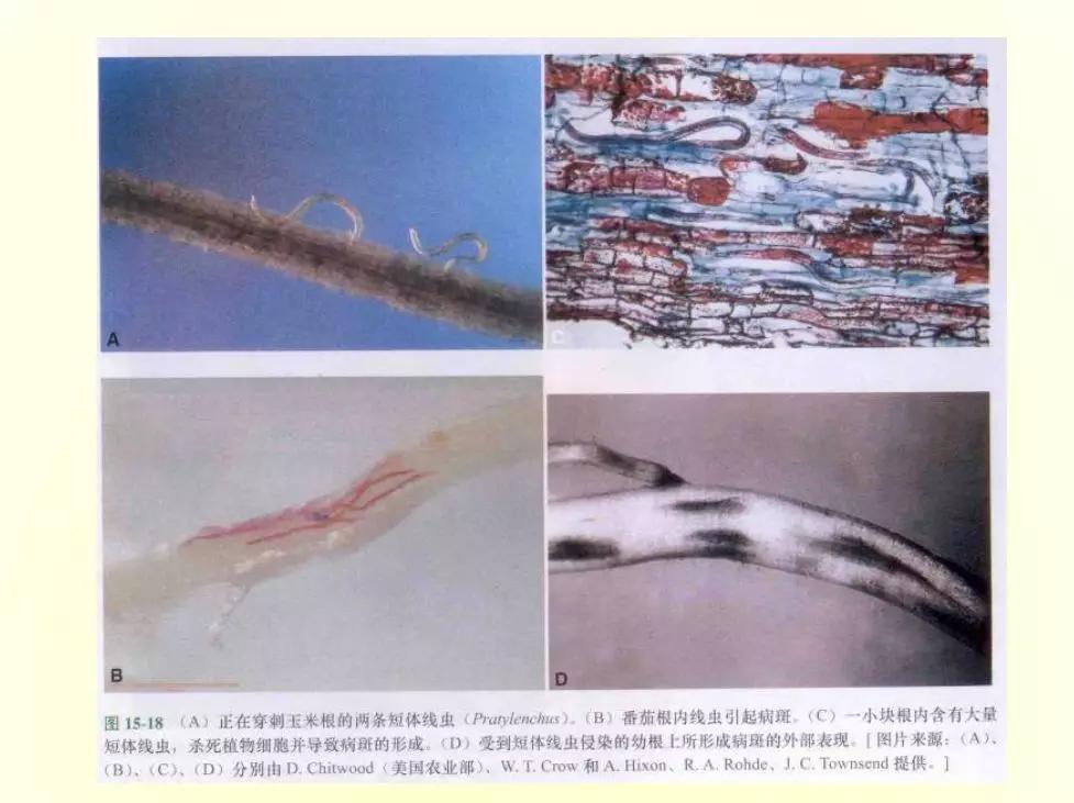 根结线虫病害及治疗方法,根结线虫危害全过程