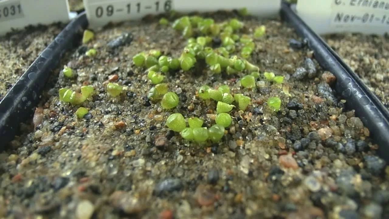 多肉植物如何播种视频教学,多肉植物刚买回来种植方法