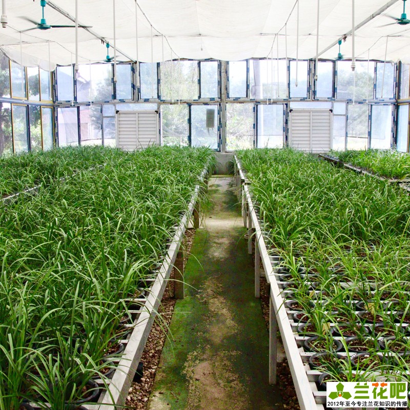 兰花怎么养才能旺盛小妙招,兰花怎样养才能养得好