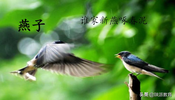 西安华远海蓝城小学教师李艳：《花开时节，花飞起飞花令》实践活动课教学设计