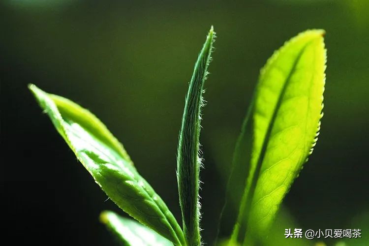 茶毫多的茶叶等级比较高,茶叶茶毫多与茶毫少的区别是什么