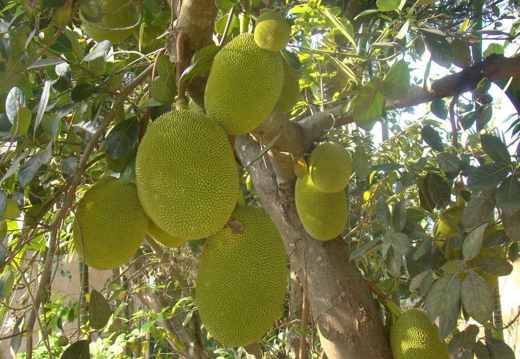 100种常见观叶植物图鉴史上最全,农村常见的100种植物