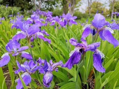 太原迎泽公园3月份看花,迎泽公园看花