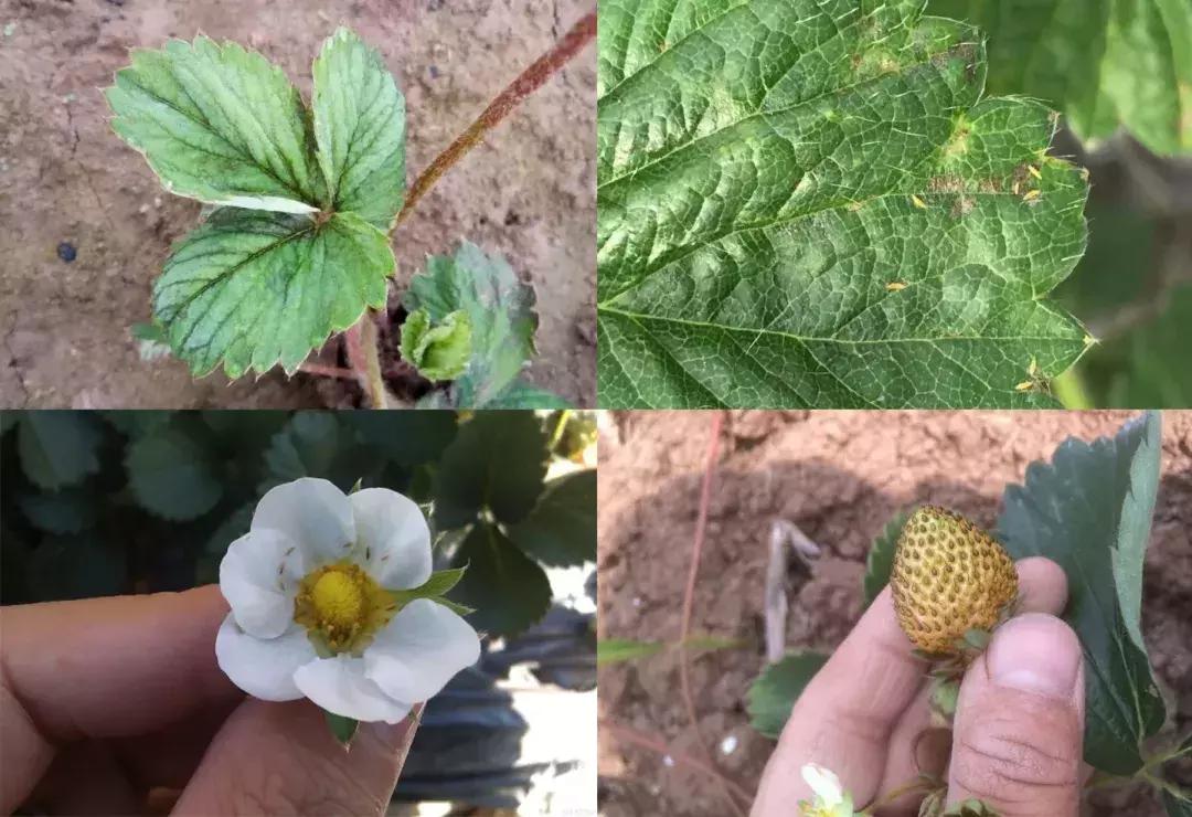 阳台草莓怎么预防虫害,草莓病虫害防治图谱