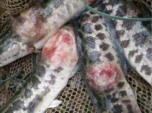 生鱼烂身病远不止你看到的这么简单