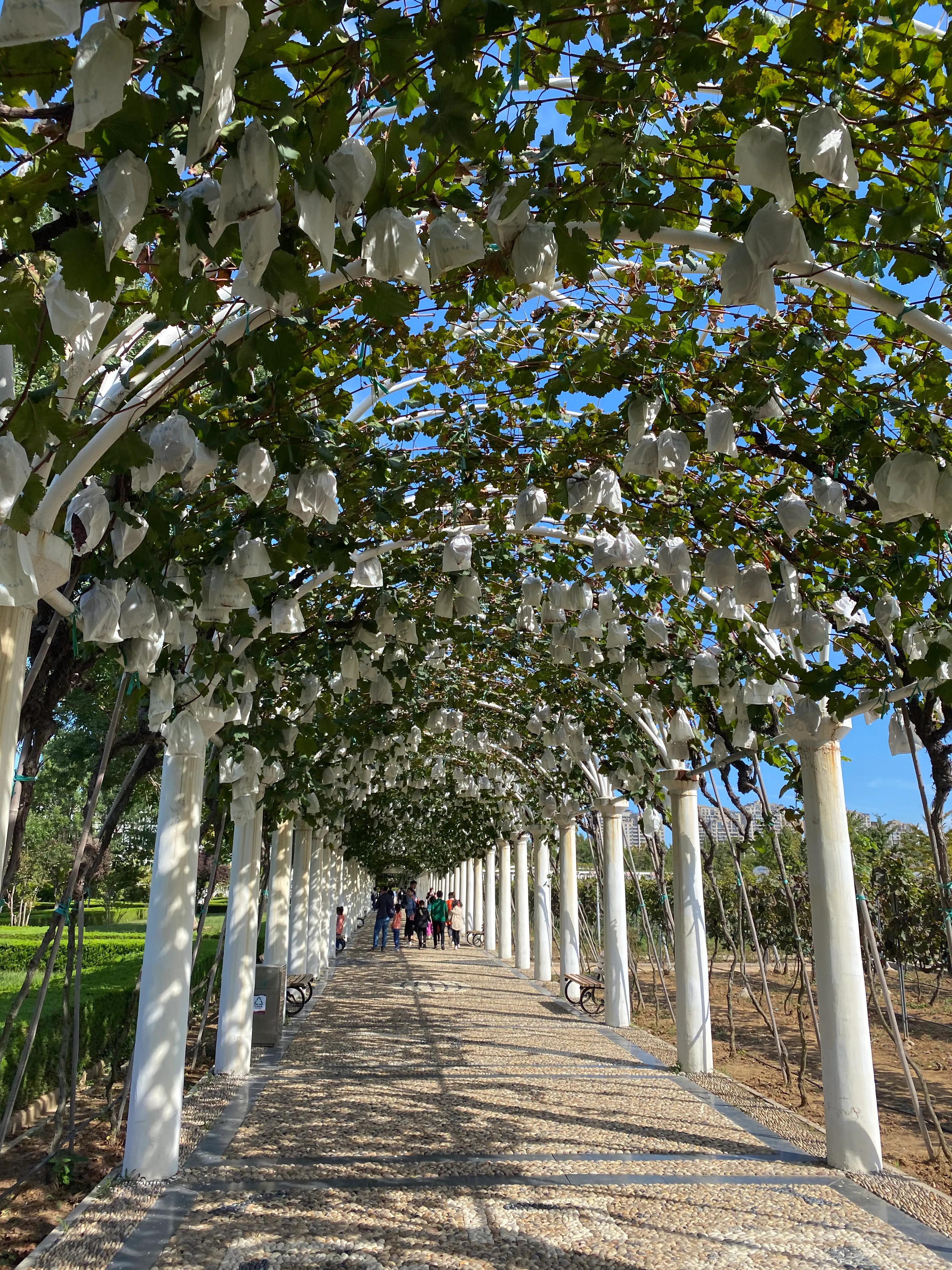 张裕卡斯特酒庄门票购买,张裕卡斯特酒庄和文化博物馆