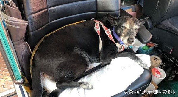 一半都领养！45只汪搭游览车出去玩整团狗下车路人抢合照！