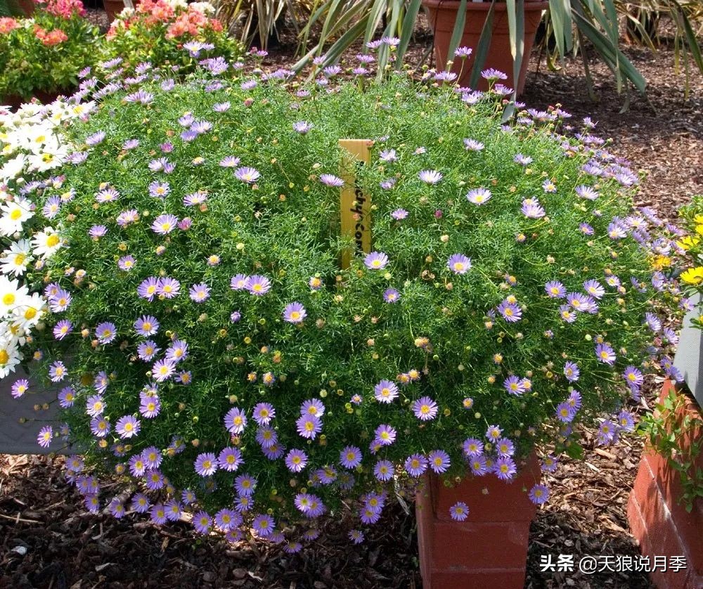 盘点每个世界第一关最强的植物,有哪些可以卡无敌的植物