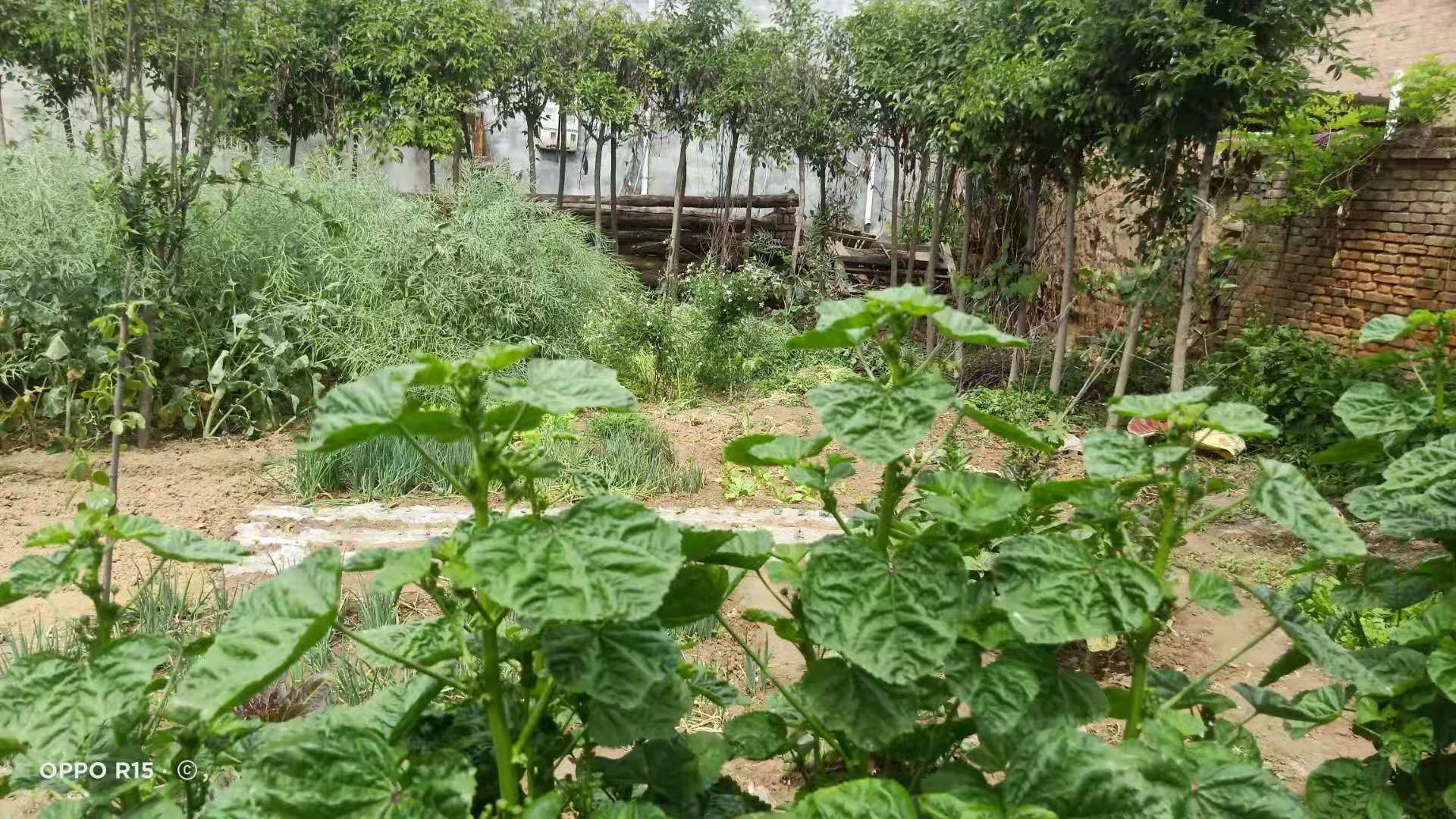 投身革命不畏牺牲，默默无闻奉献终身——记*共中**地下*党**员王乐超