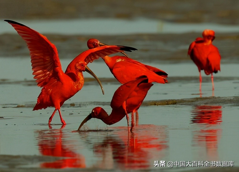 煮熟的虾和蟹为什么会变红,虾蟹煮熟后为什么会变红