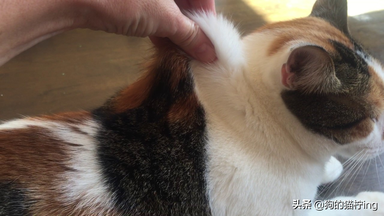 猫咪低温会脱水么,小奶猫咪脱水补水的最佳方法