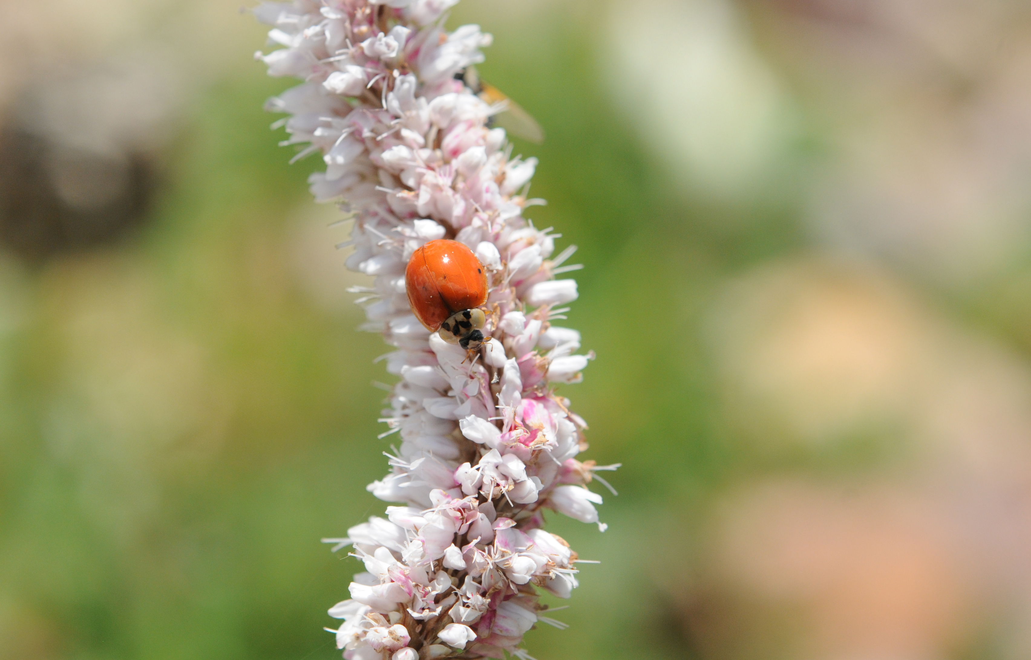 异色瓢虫和四星瓢虫,异色瓢虫与瓢虫的区别