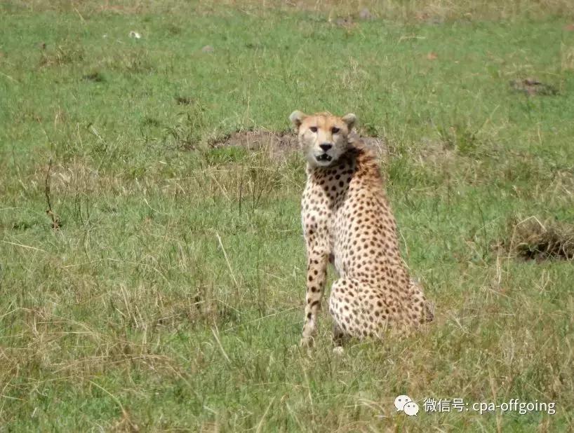 这个野奢的国度，欧美、日韩人都爱去，为何我们国家没人去？