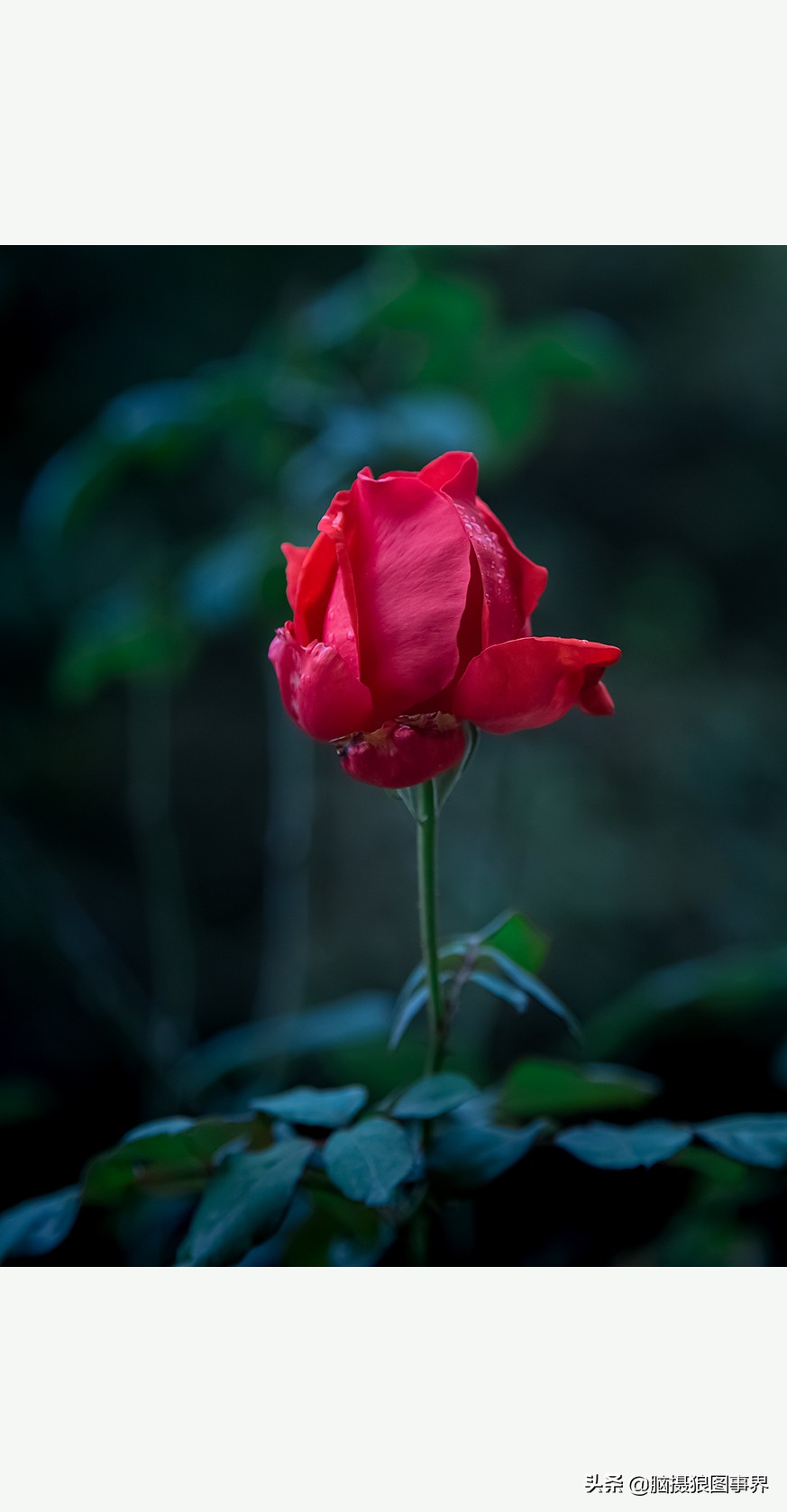 摄影虚化大光圈,佳能24-105镜头怎样拍出虚化效果