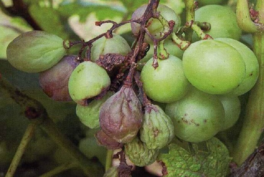 巨峰葡萄果腐病防治,巨峰葡萄黑腐病治疗