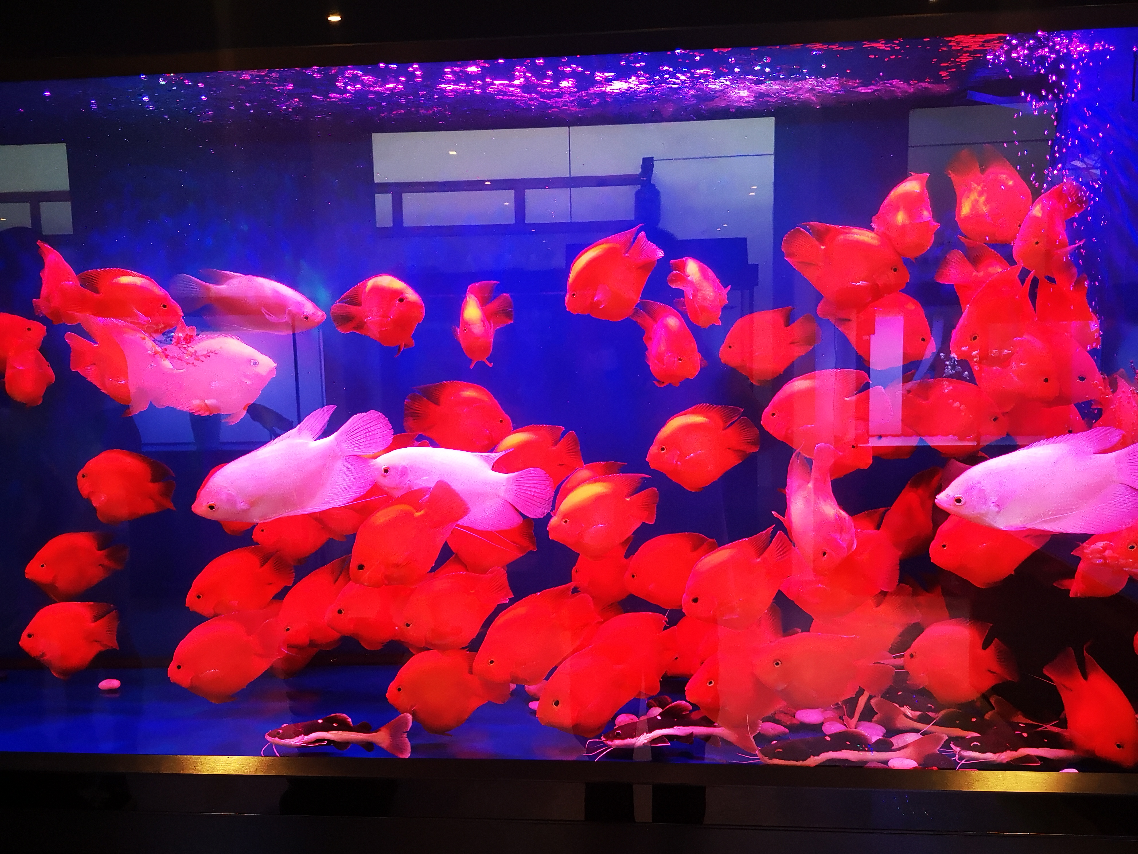 鱼缸假花草不伤鱼,植物放在鱼缸里真的对鱼有用吗