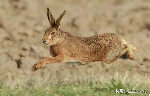保护的小动物有哪些,保护类小动物