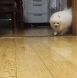 博美最喜欢的动作,博美喜欢主人的5大表现