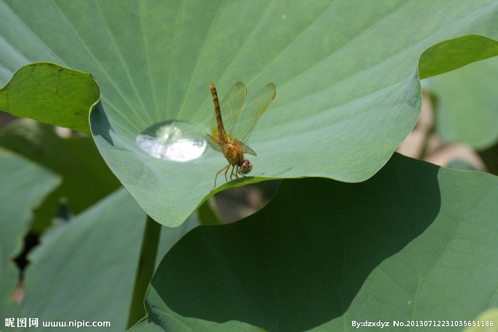 小荷才露尖尖角,早有蜻蜓立上头,蜻蜓在你心中是什么的象征