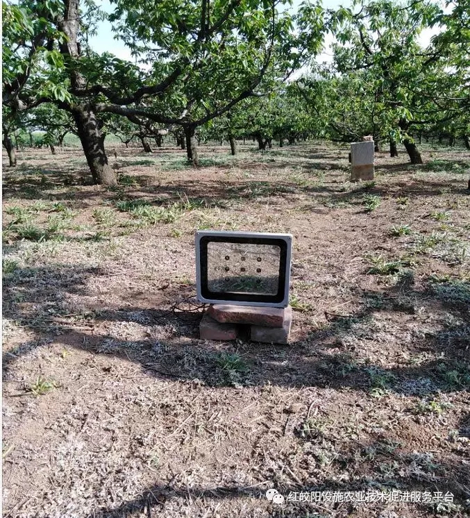 热死了,如何解决果树高温危害?这些措施少不了!