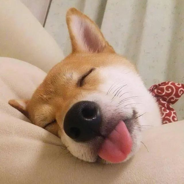 狗狗是色盲吗,狗狗是色盲还是色弱