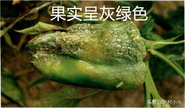 辣椒挂果会烂果是什么原因,16种辣椒病害辣椒爱坏怎么办