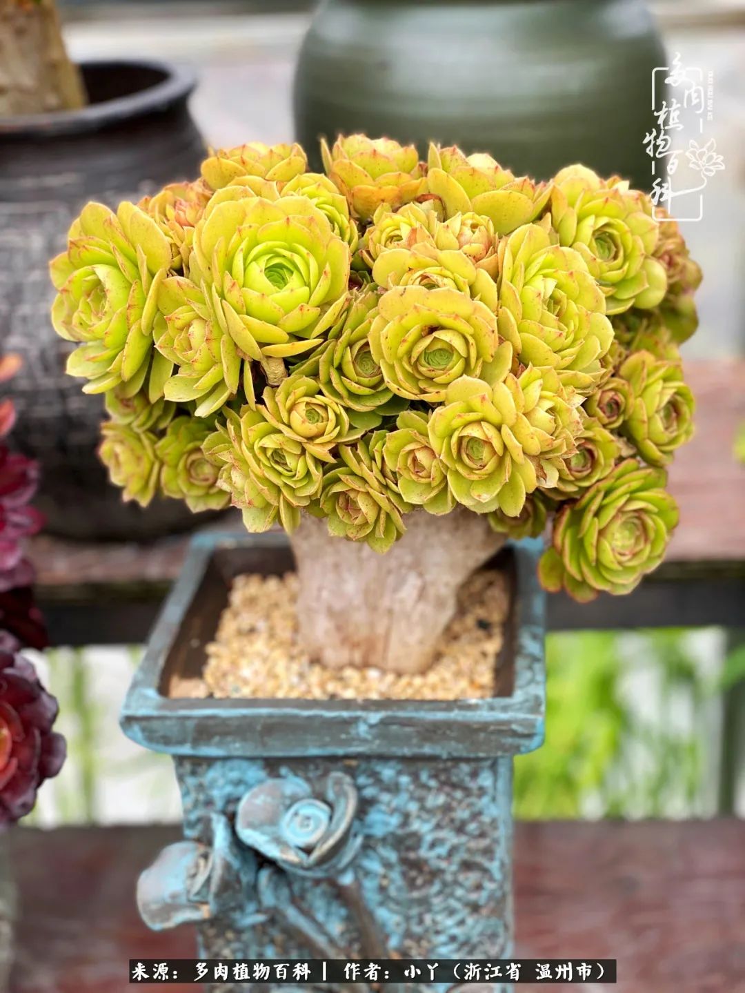 祖上无院家里无矿,一腔浪漫情怀付诸楼顶造花