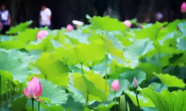 看看纽约中央公园的美景,真实的纽约中央公园